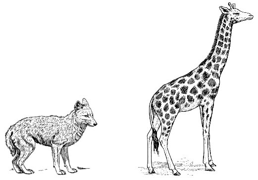jackal vs giraffe